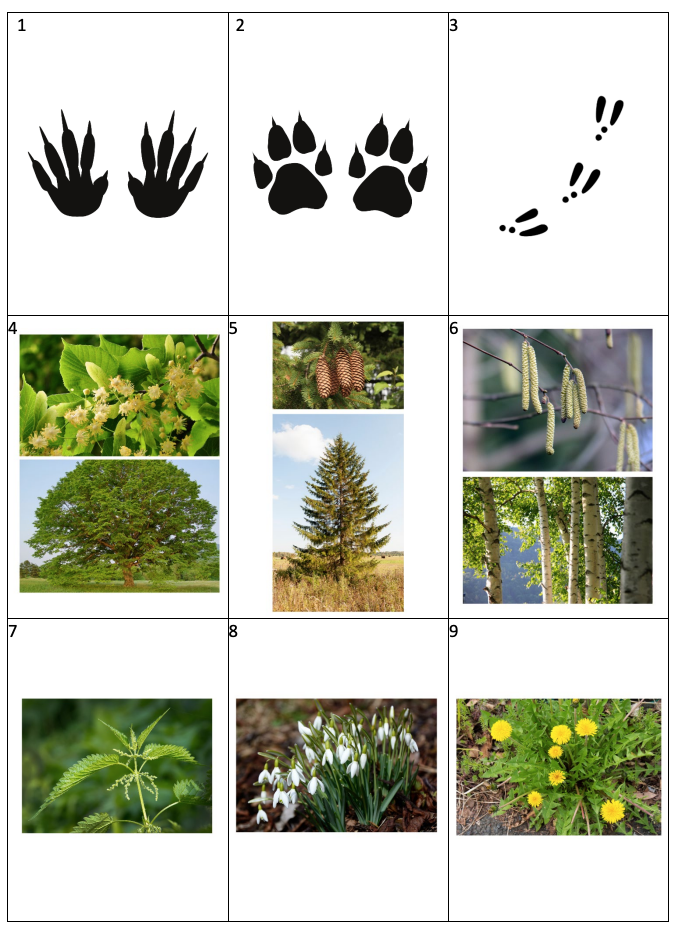 STOPY, STROMY, ROSTLINY