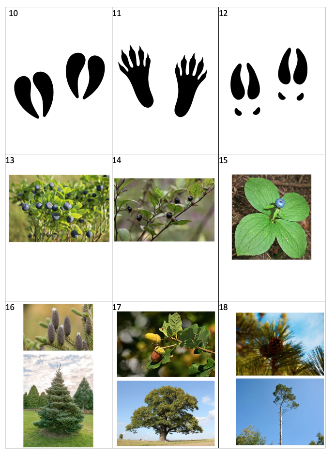 STOPY, STROMY, ROSTLINY