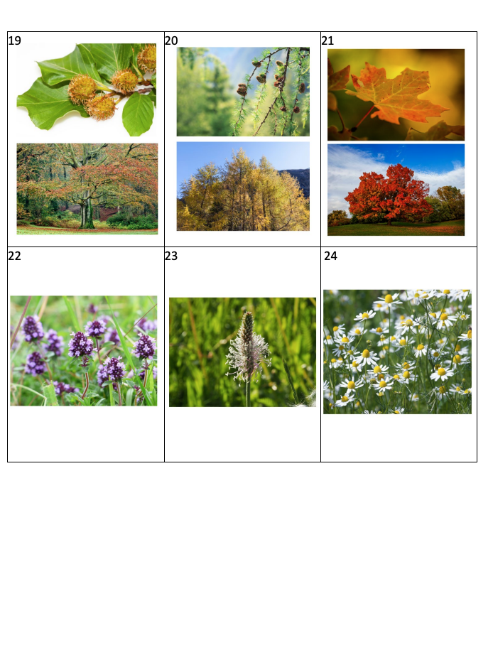 STOPY, STROMY, ROSTLINY